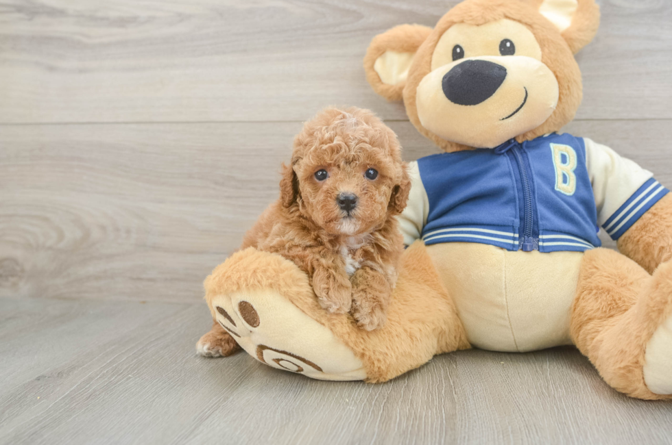 5 week old Cavapoo Puppy For Sale - Premier Pups