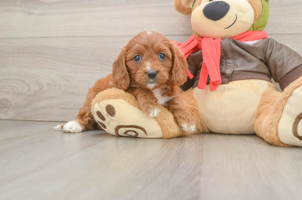 5 week old Cavapoo Puppy For Sale - Premier Pups