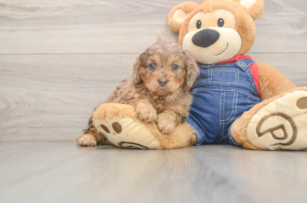 5 week old Cavapoo Puppy For Sale - Premier Pups