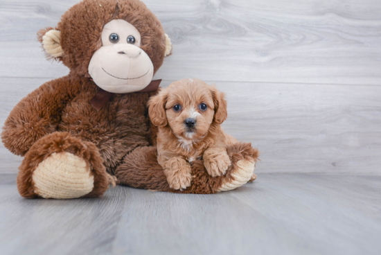 Cavapoo Puppy for Adoption