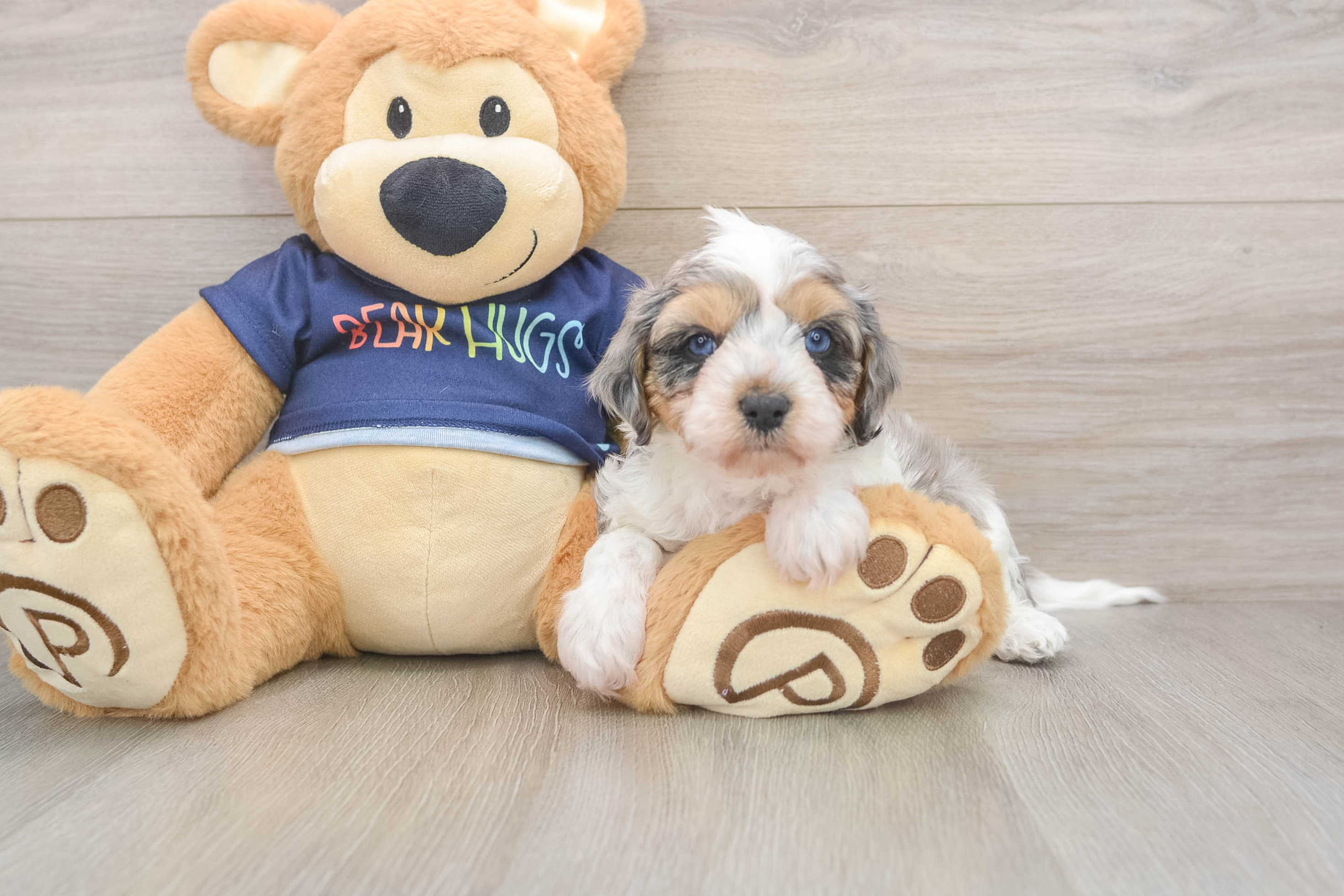 Smart Cavapoo Hazelnut: 5lb 8oz Doodle Puppy