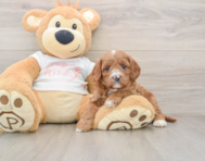 7 week old Cavapoo Puppy For Sale - Premier Pups