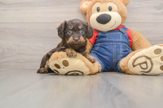 Cute Cavapoo Baby