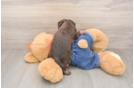 Cavapoo Pup Being Cute