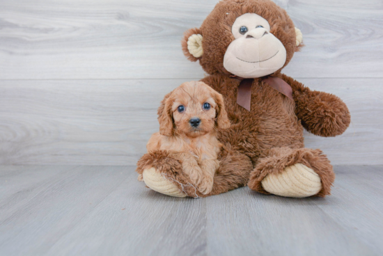 Cavapoo Pup Being Cute