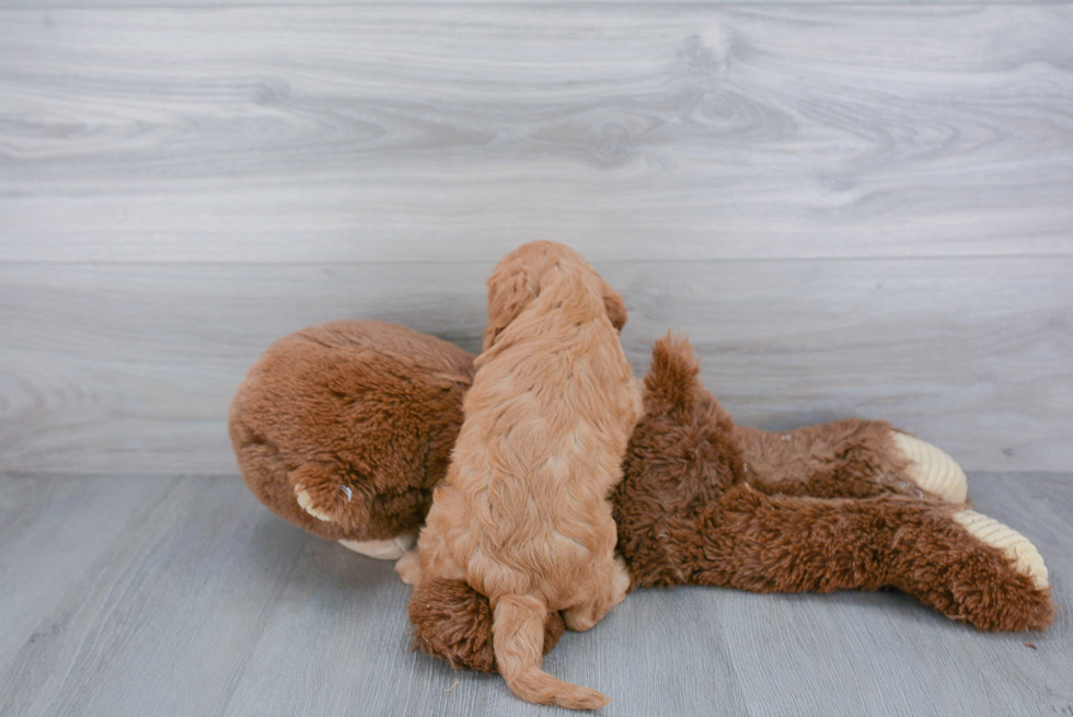 Cavapoo Pup Being Cute