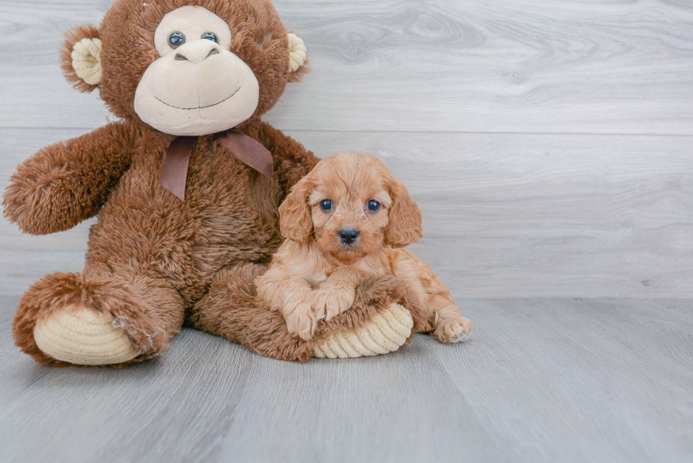 Cavapoo Puppy for Adoption