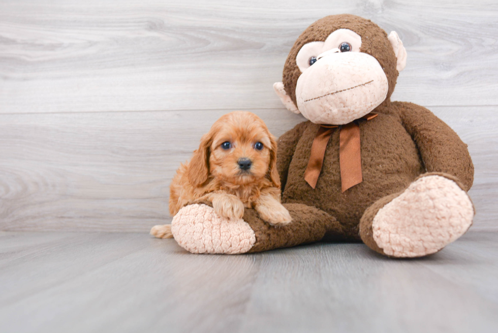 Best Cavapoo Baby