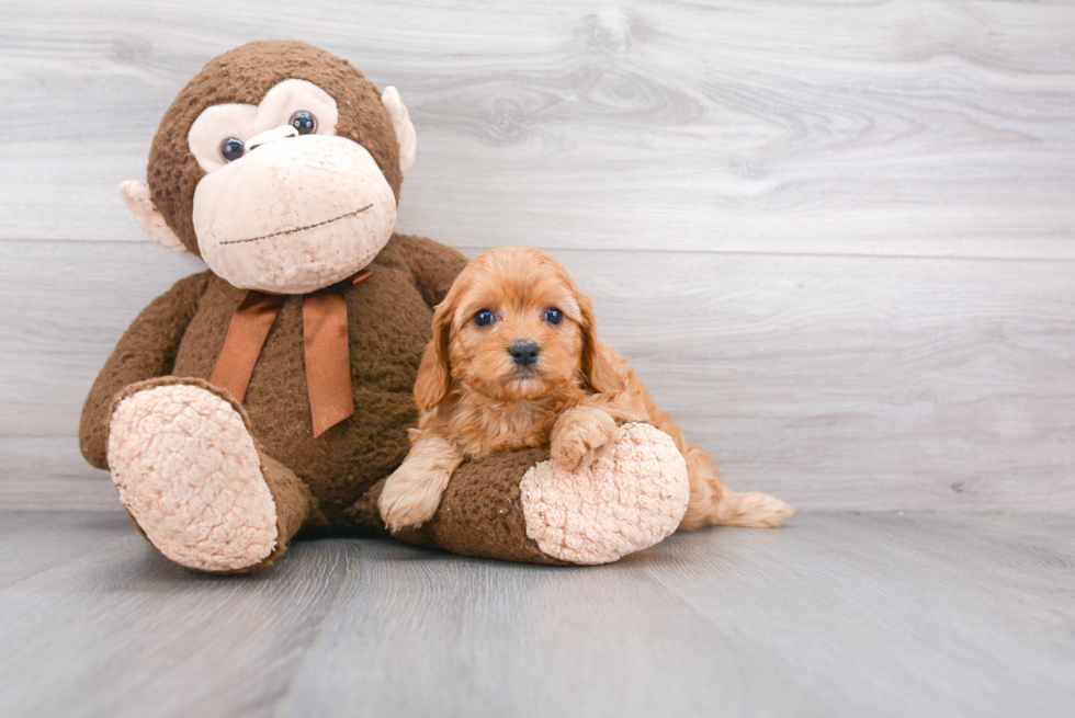 Cavapoo Pup Being Cute