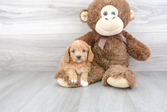 Energetic Cavoodle Poodle Mix Puppy