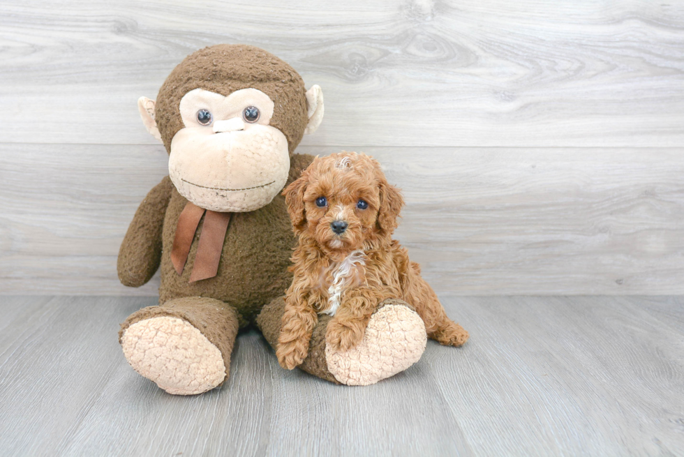 Best Cavapoo Baby