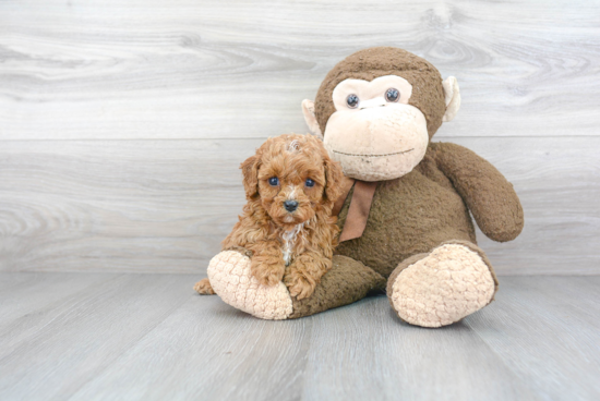 Energetic Cavoodle Poodle Mix Puppy