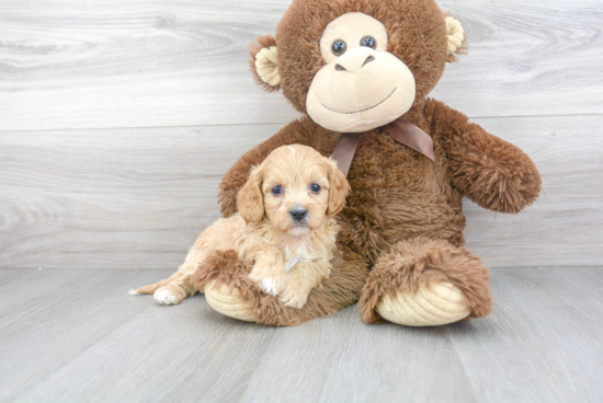 Best Cavapoo Baby