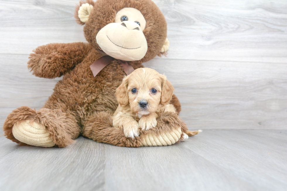 Friendly Cavapoo Baby