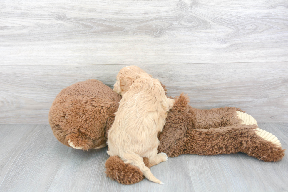 Cavapoo Pup Being Cute