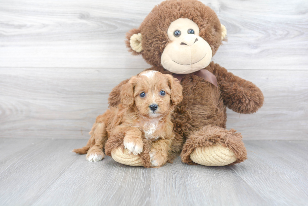 Cavapoo Pup Being Cute