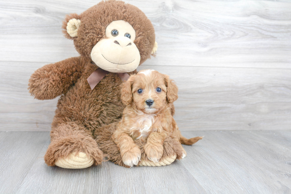 Funny Cavapoo Poodle Mix Pup