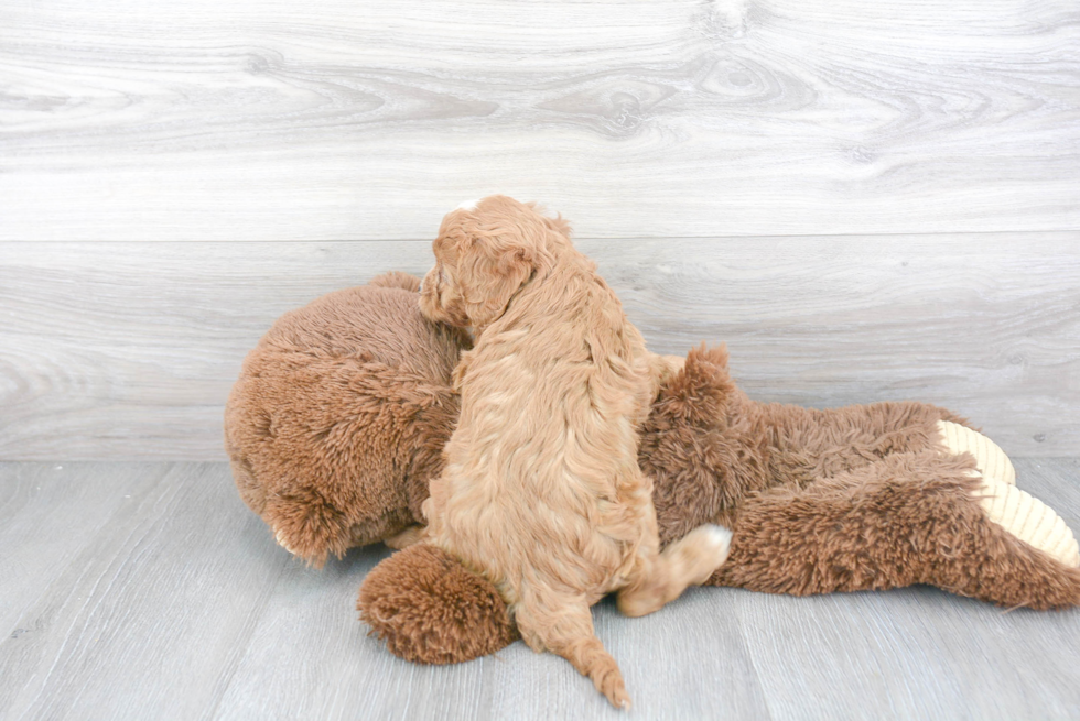 Cavapoo Pup Being Cute