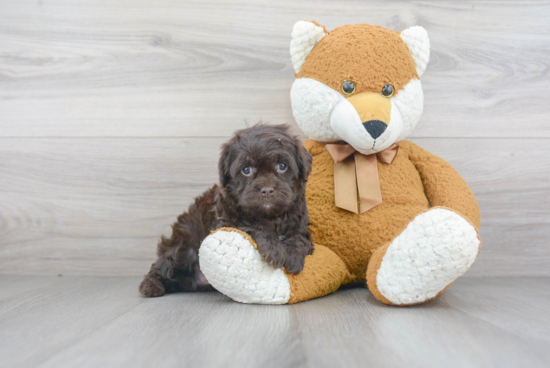 Cavapoo Pup Being Cute