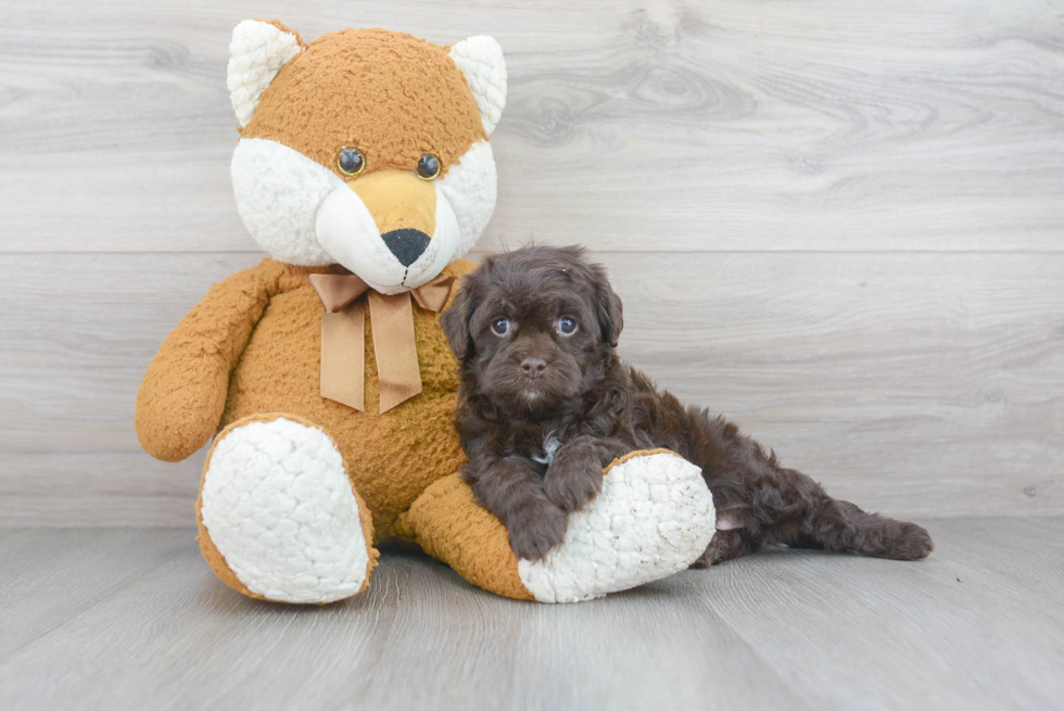 Best Cavapoo Baby