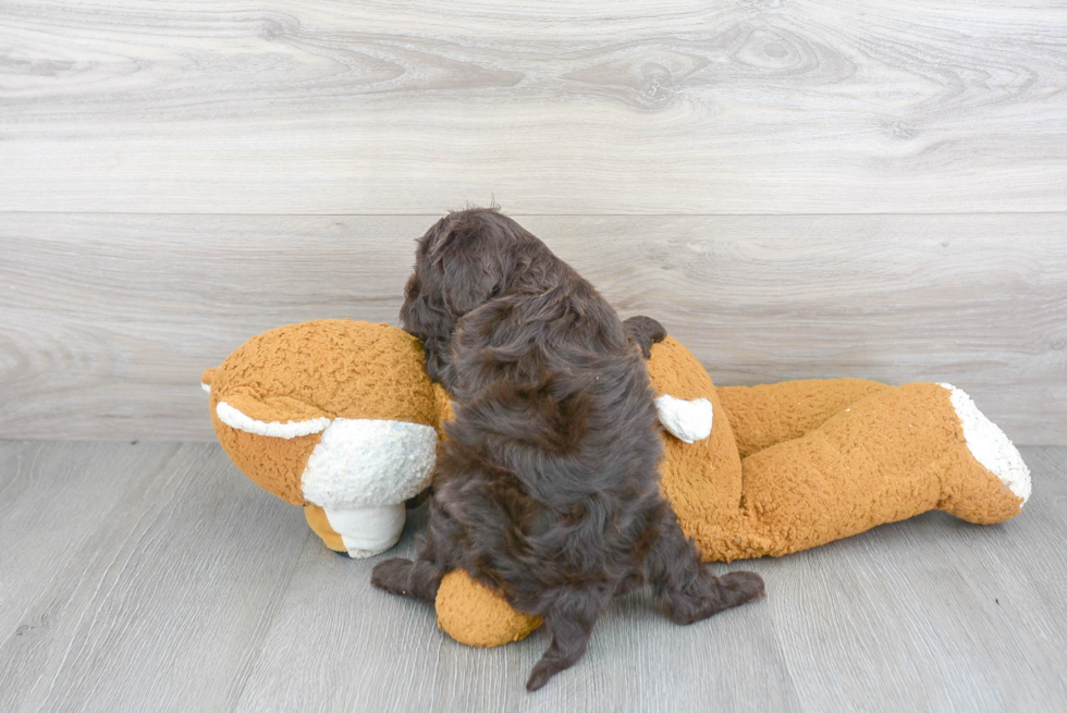 Cavapoo Pup Being Cute