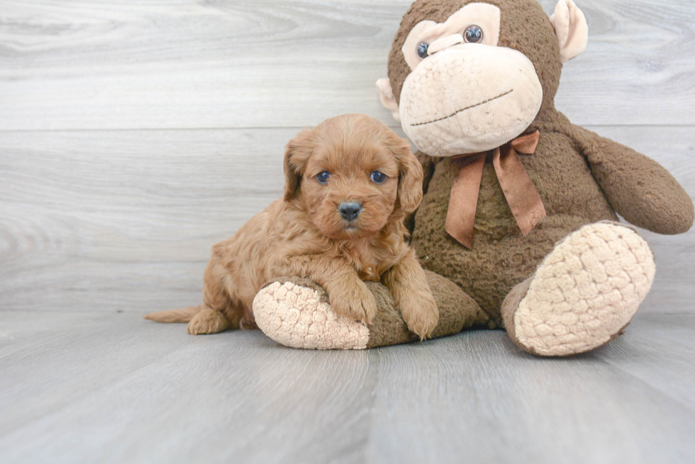 Small Cavapoo Baby