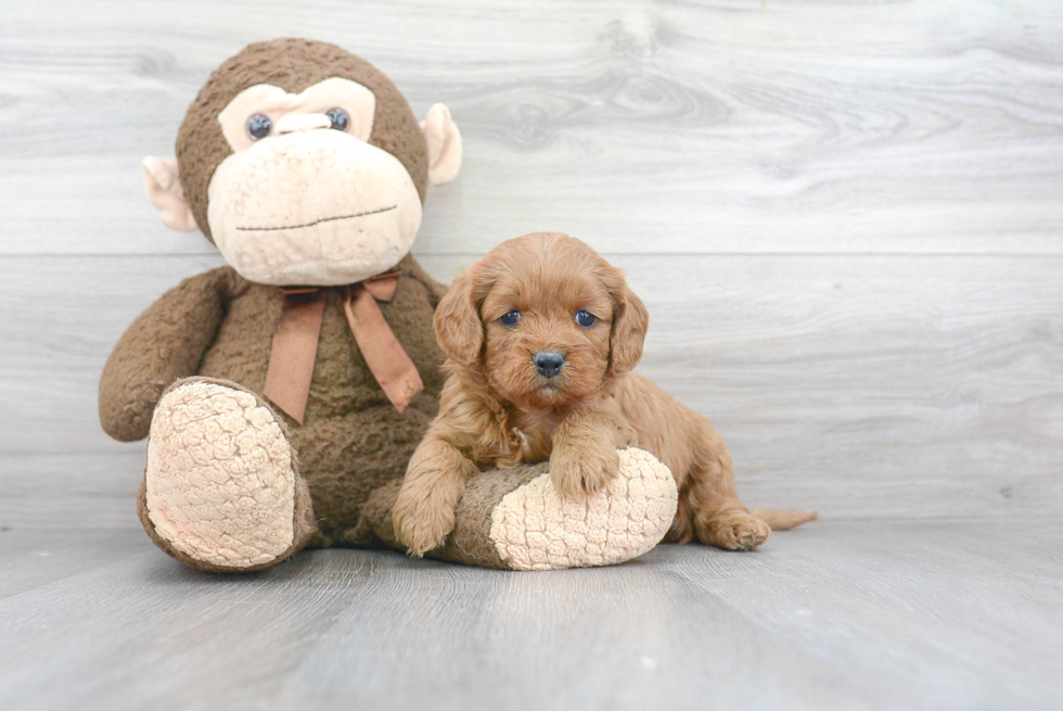 Best Cavapoo Baby