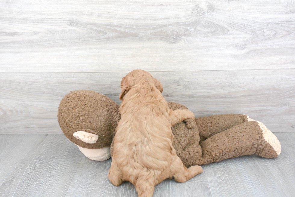 Cavapoo Pup Being Cute