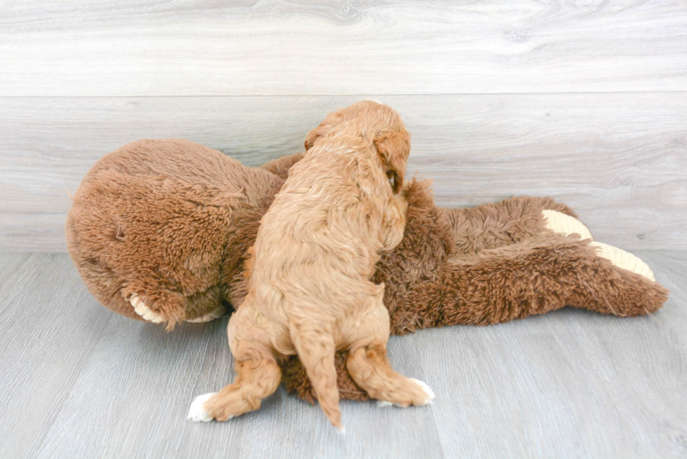 Little Cavoodle Poodle Mix Puppy