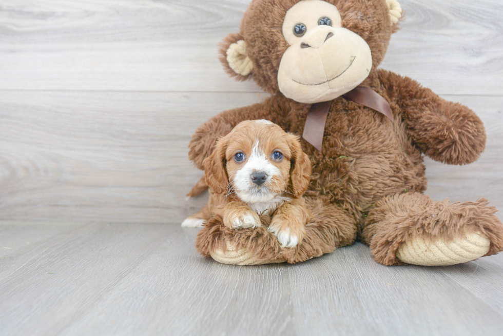 Petite Cavapoo Poodle Mix Pup