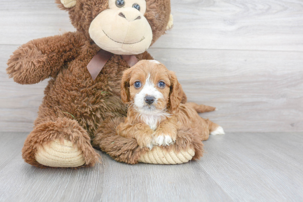 Cavapoo Puppy for Adoption