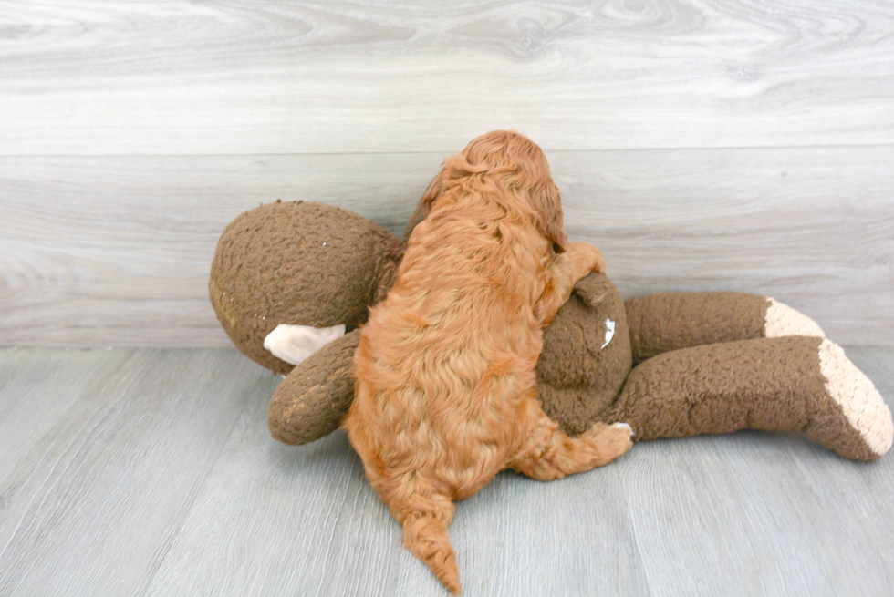 Cavapoo Pup Being Cute