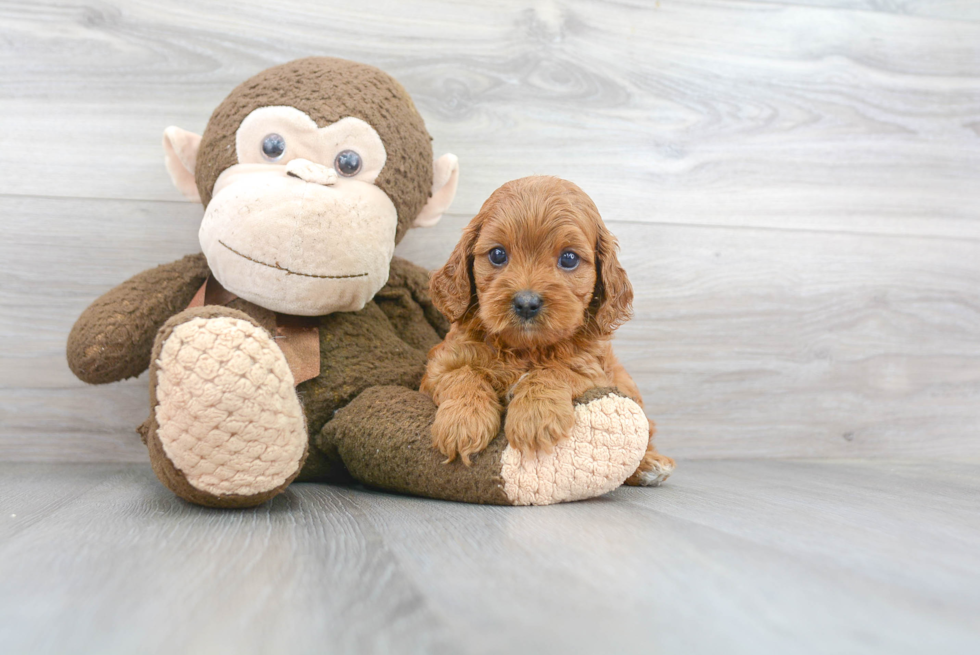 Popular Cavapoo Poodle Mix Pup