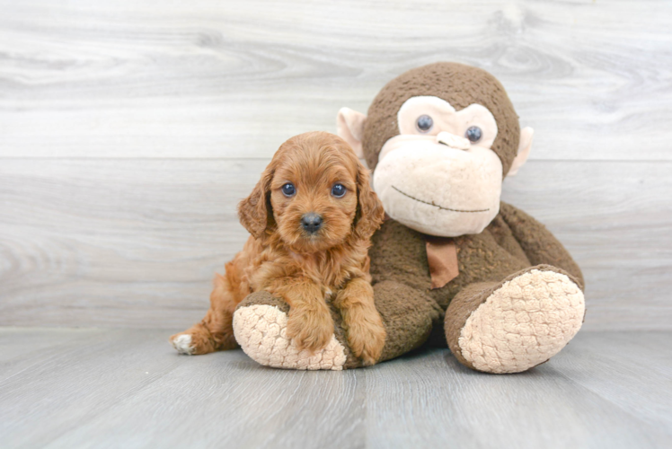 Cavapoo Pup Being Cute