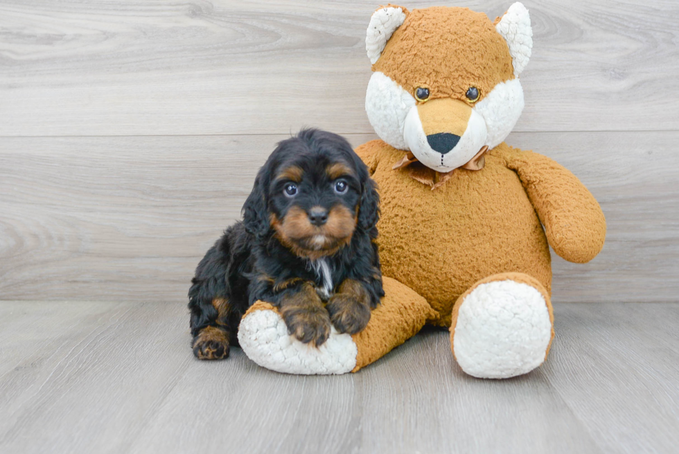 Best Cavapoo Baby