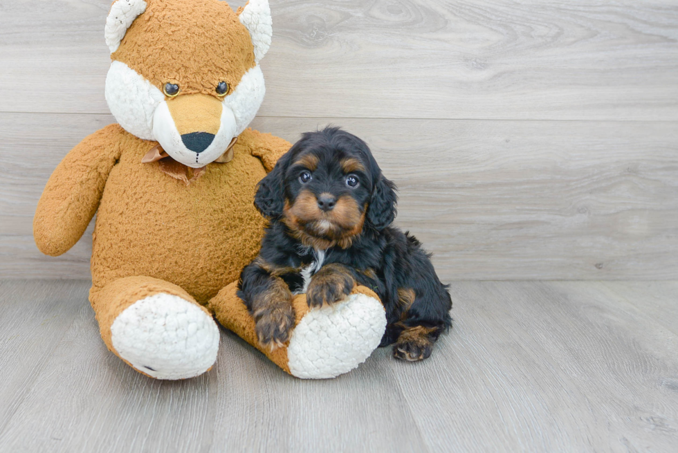 Energetic Cavoodle Poodle Mix Puppy