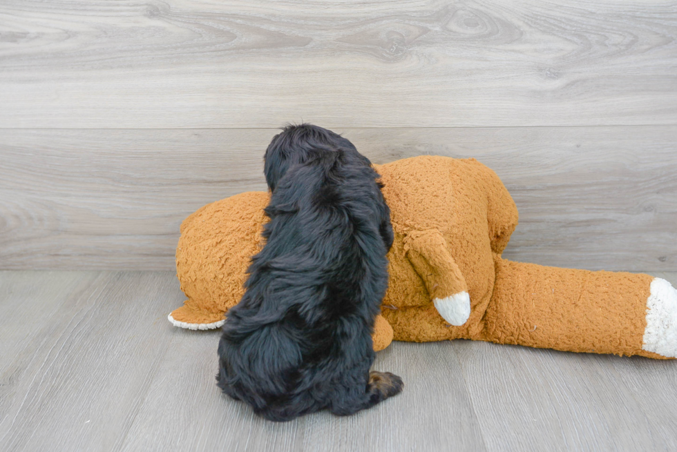 Cavapoo Puppy for Adoption