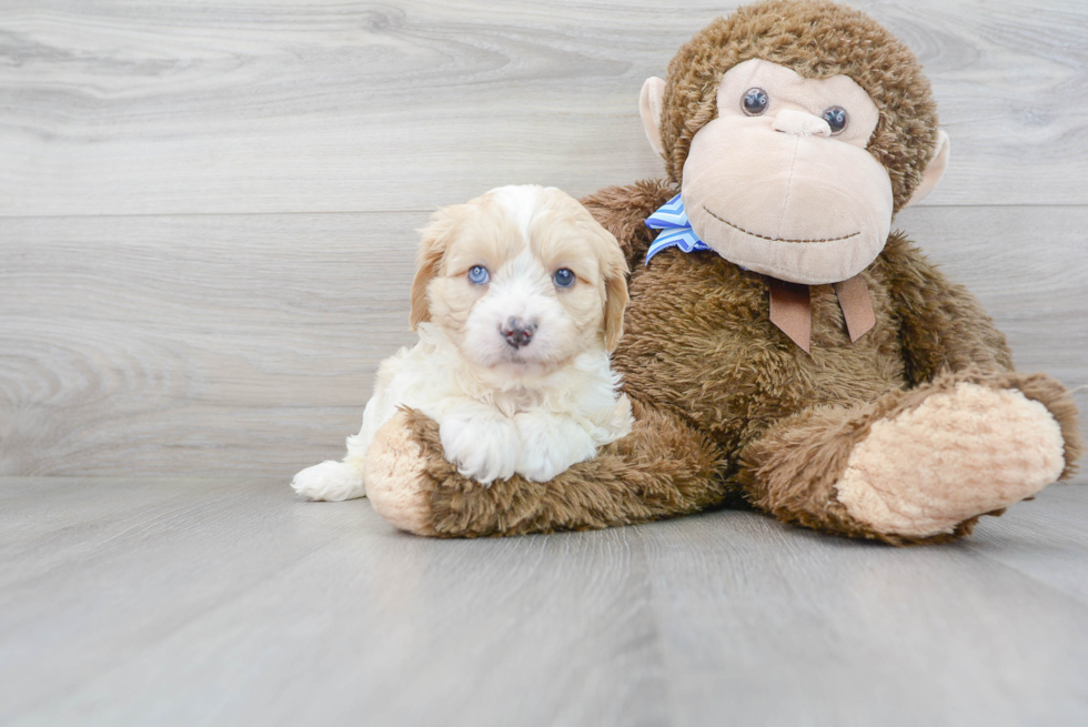 Small Cavapoo Baby