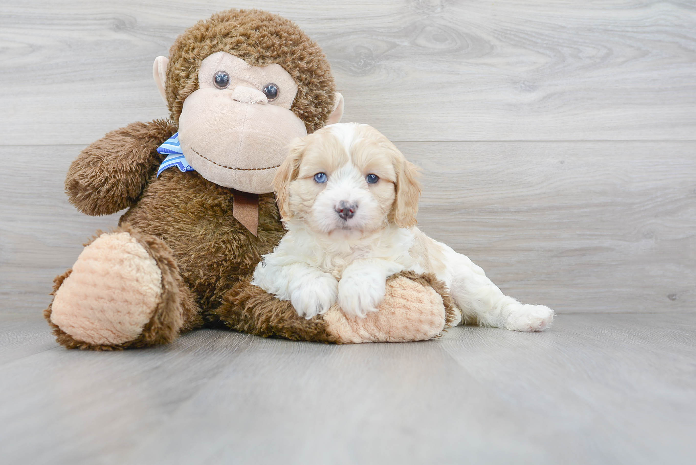 Best Cavapoo Baby