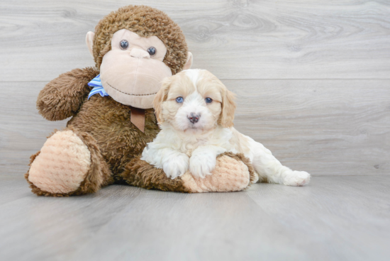 Best Cavapoo Baby