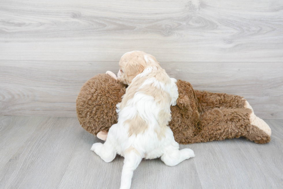 Sweet Cavapoo Baby