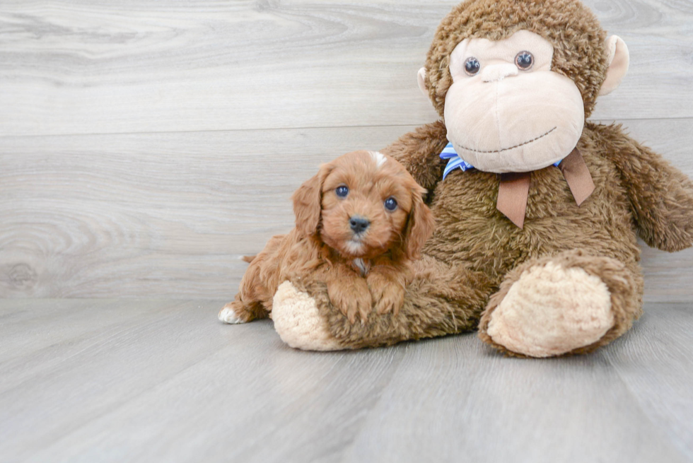 Cavapoo Pup Being Cute