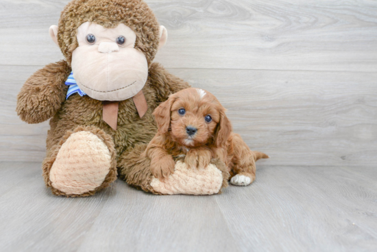 Cavapoo Pup Being Cute