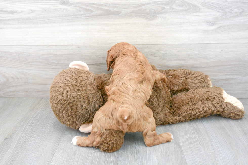 Sweet Cavapoo Baby