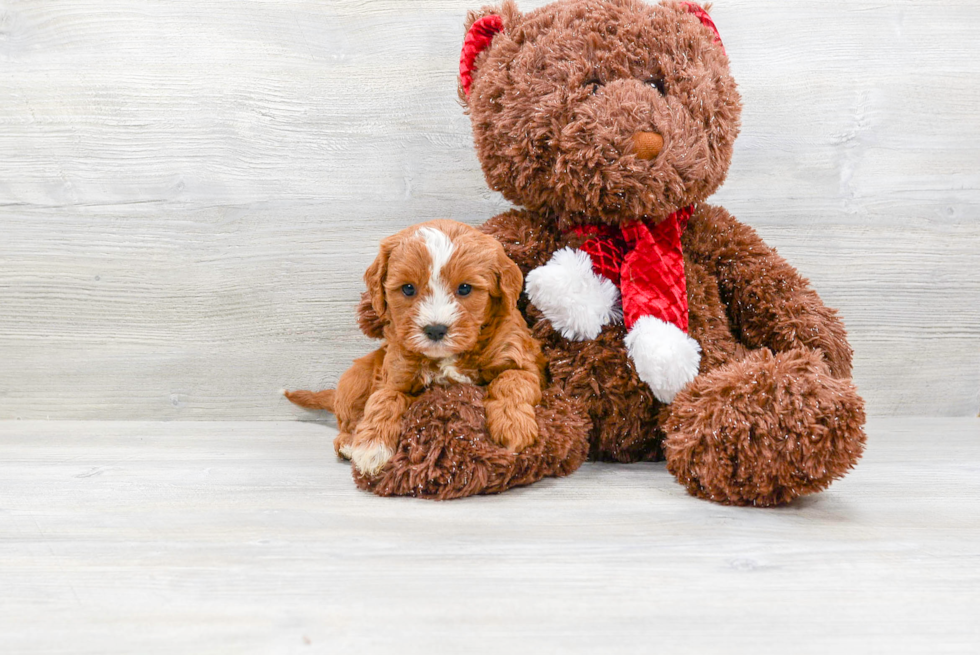 Energetic Cavoodle Poodle Mix Puppy