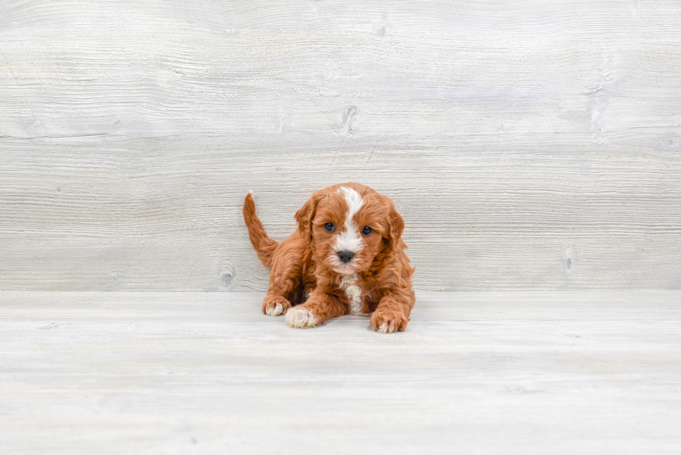 Cavapoo Puppy for Adoption