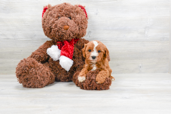 Cavapoo Puppy for Adoption