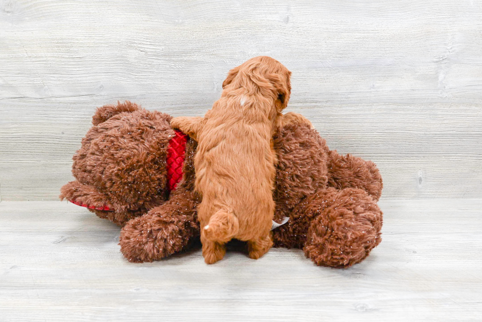 Cavapoo Pup Being Cute