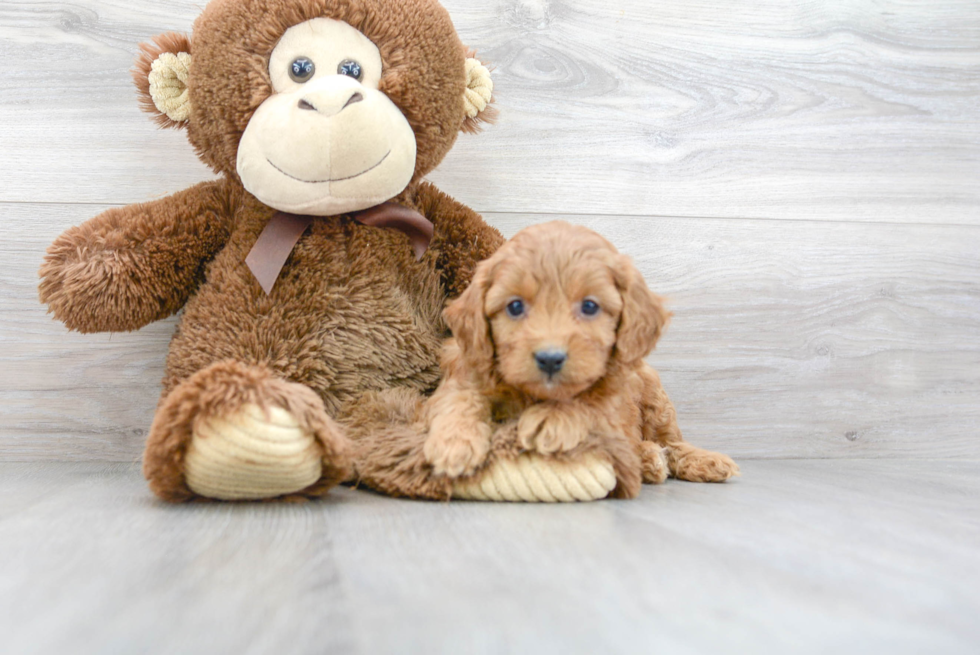 Fluffy Cavapoo Poodle Mix Pup