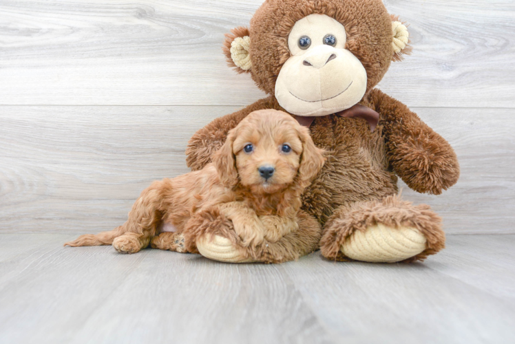 Adorable Cavoodle Poodle Mix Puppy